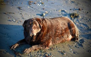 Overweight Labrador Loses 60 Pounds, But Still Lives Life Large!