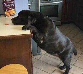 overweight labrador loses 60 pounds but still lives life large