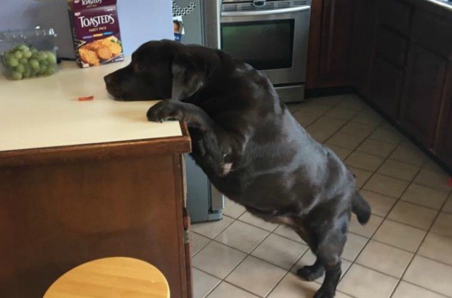 Overweight Labrador Loses 60 Pounds, But Still Lives Life Large! | PetGuide