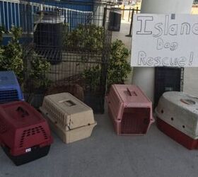VirginiaBased Rescue Saves Over 300 Virgin Island Pets Affected by Hu(02)