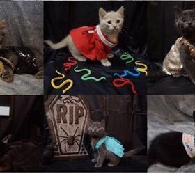 Costumed Kitties Pay Homage to Taylor Swift and Sparks Fly!