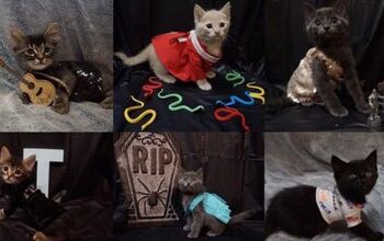 Costumed Kitties Pay Homage to Taylor Swift and Sparks Fly!
