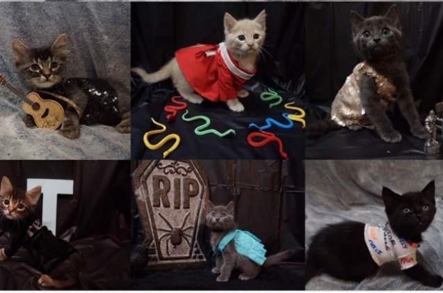 costumed kitties pay homage to taylor swift and sparks fly