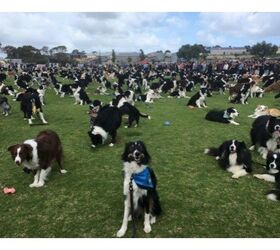A Herd of Border Collies Breaks a World Record [Video]