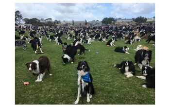 A Herd of Border Collies Breaks a World Record [Video]