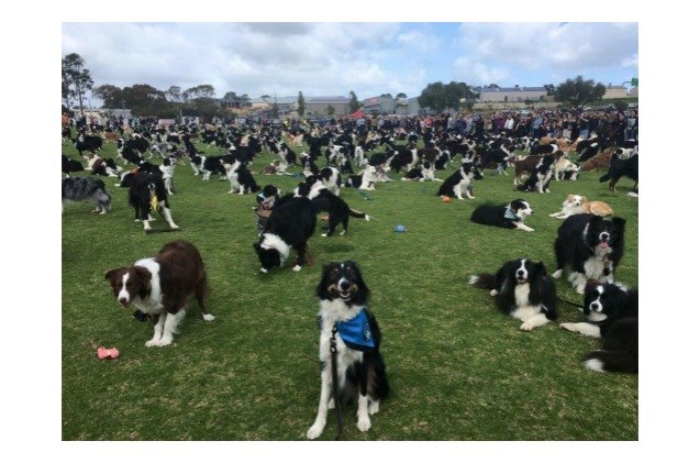 a herd of border collies breaks a world record video
