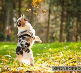 Fall Allergies in Pets: How to Help Your Pet Through Seasonal Allergie