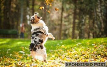 Fall Allergies in Pets: How to Help Your Pet Through Seasonal Allergie