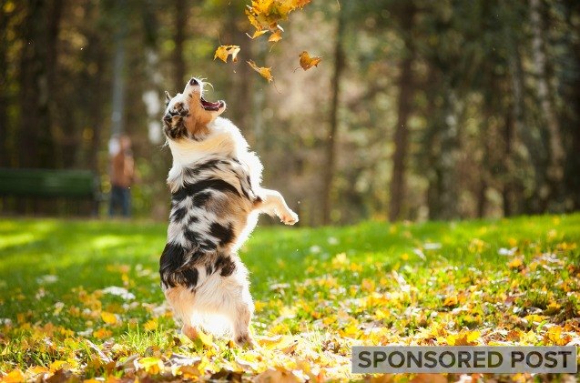 fall allergies in pets how to help your pet through seasonal allergies