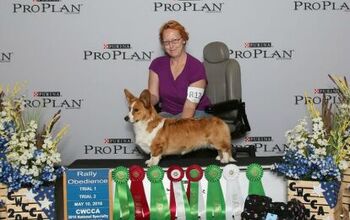 Meet the Winners of 2017 AKC Canine Excellence Winners