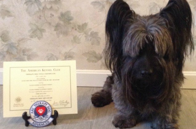 meet the winners of 2017 akc canine excellence winners