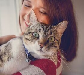 your cat really likes spending time with you