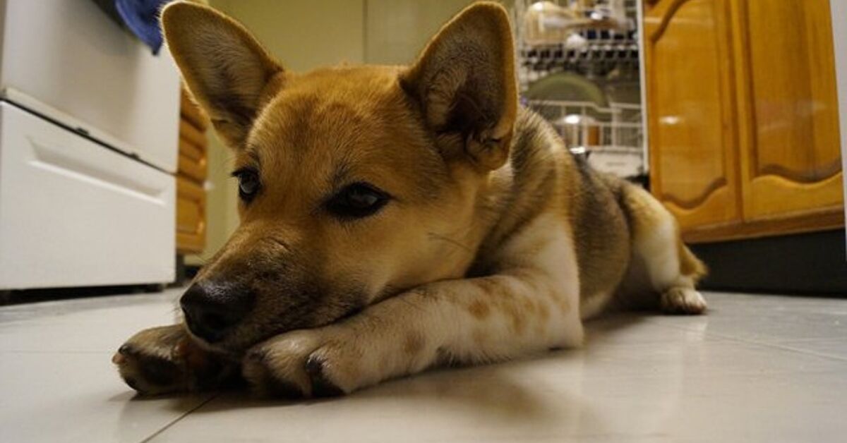 Shiba Inu Poodle Mix