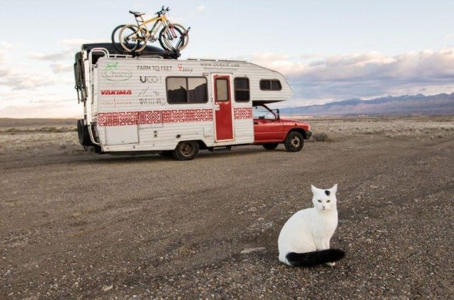 this traveling cat lives the life you wish you could