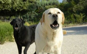 Study: Dog Aggression Could Be Cured With Love Hormone
