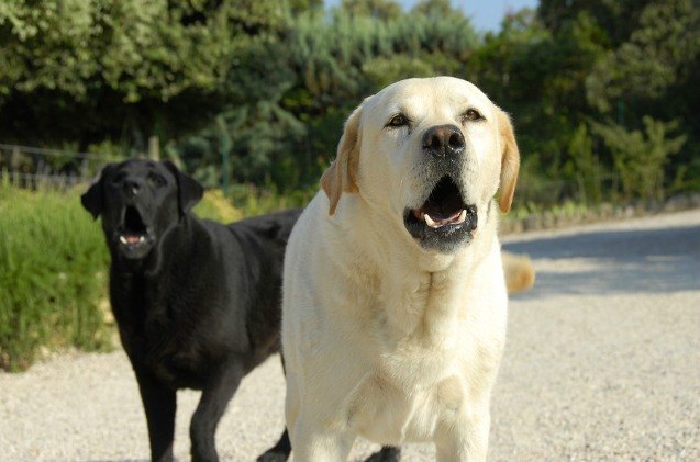 study dog aggression could be cured with love hormone
