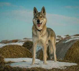 Czechoslovakian Wolfdog Breed Information and Pictures picture