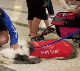 LAX Brings In Volunteer Dogs to Assist Travelers After Las Vegas Massa