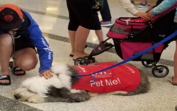 LAX Brings In Volunteer Dogs to Assist Travelers After Las Vegas Massa