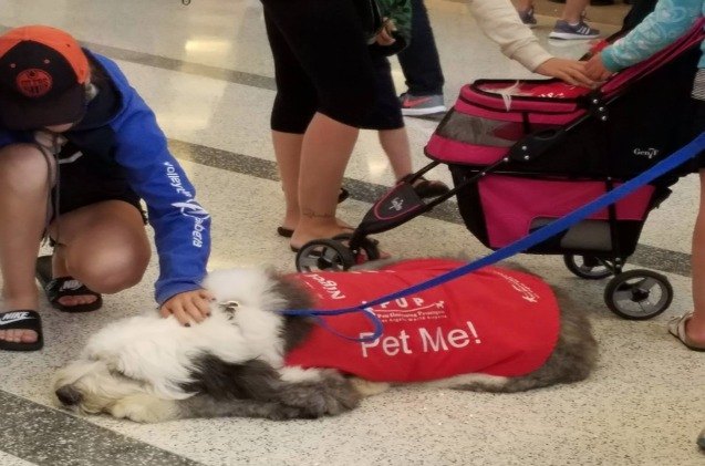 lax brings in volunteer dogs to assist travelers after las vegas massa
