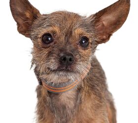 Cairn terrier 2024 cross chihuahua