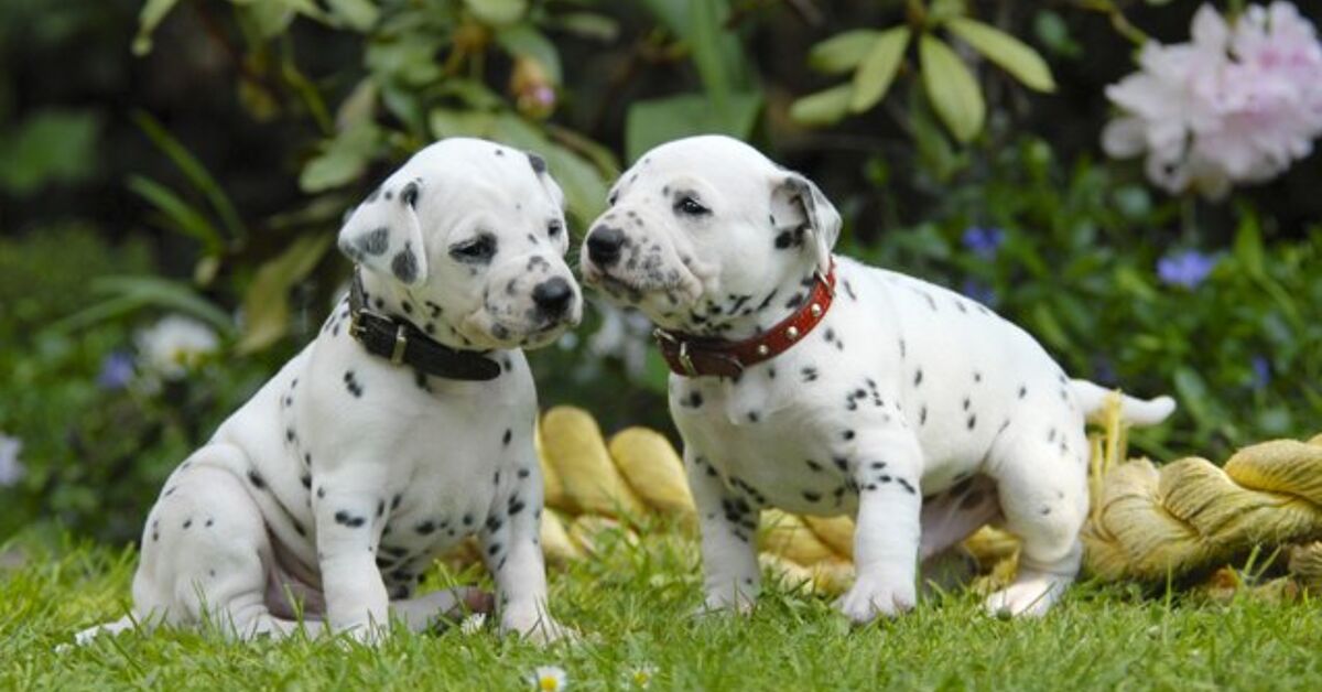 Chimation Chimation Dog Breed Health, Grooming, Feeding, Temperament and Puppies ...