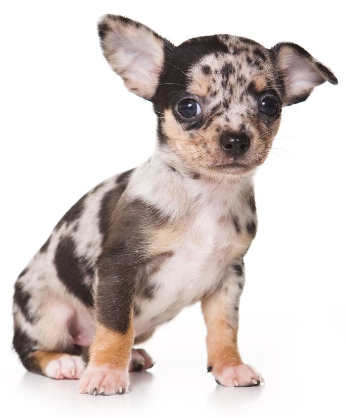 Chimation Chimation Dog Breed Health, Grooming, Feeding, Temperament and Puppies ...