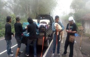 Brave Woman Works Desperately to Rescue Bali Dogs Left Behind on Volca