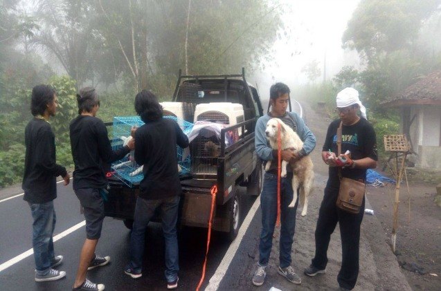 brave woman works desperately to rescue bali dogs left behind on volca