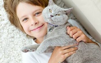 HABRI Grant Helps Study Impact of Shelter Cat Adoption by Kids With Au