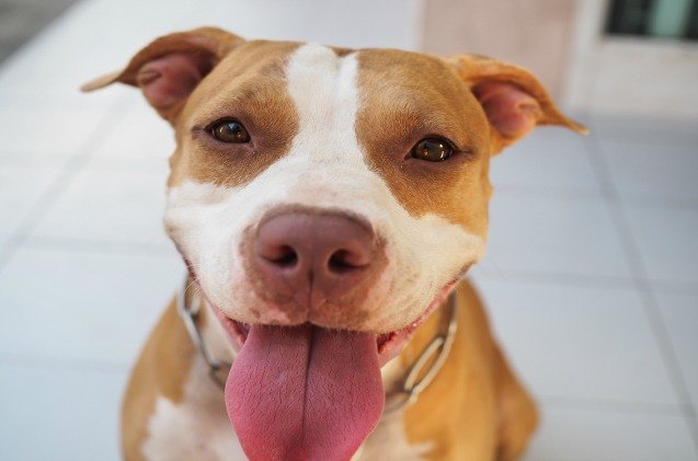 ohio city council revising dog ordinance to include breed neutral word