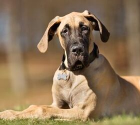 top 10 german dog breeds