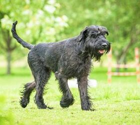 Large german shop dog breeds