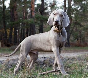 top 10 german dog breeds