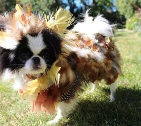 DIY Wild Turkey Dog Costume