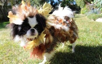 DIY Wild Turkey Dog Costume