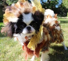 diy wild turkey dog costume