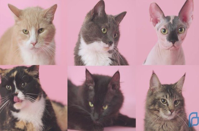 planned parenthood uses pussycats for new sex education videos video