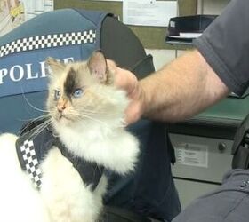 police kittehs rule the roost in new zealand police departments video