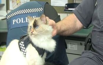 Police Kittehs Rule The Roost In New Zealand Police Departments [Video