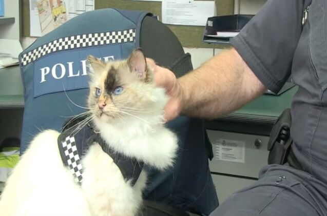 police kittehs rule the roost in new zealand police departments video