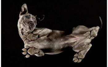 Photographer Captures the Adorable Underbelly of Pets