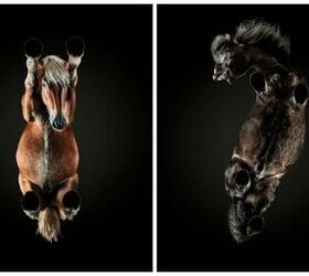 photographer captures the adorable underbelly of pets