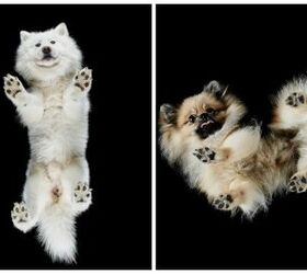 photographer captures the adorable underbelly of pets