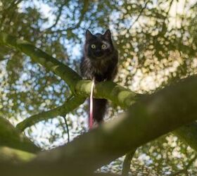 Hilarious Police Account Of Cat Stuck In Tree Goes Viral