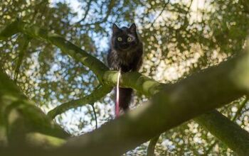 Hilarious Police Account Of Cat Stuck In Tree Goes Viral