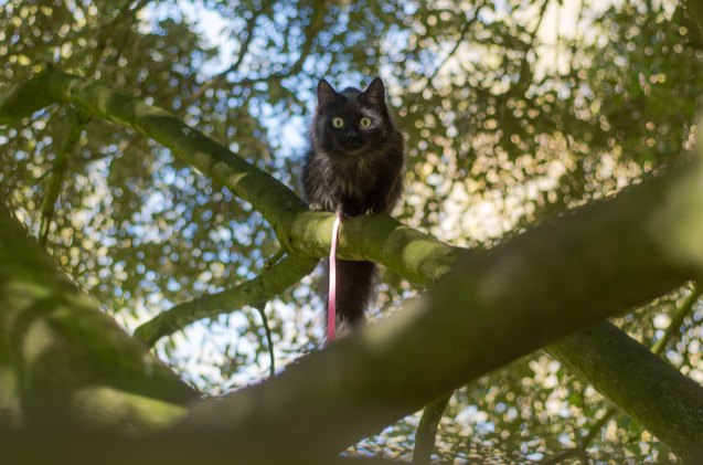 hilarious police account of cat stuck in tree goes viral
