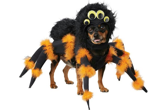spider dog costume will scare the squee out of you this halloween