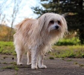 Pom-Chi Dog Breed Health, Temperament, Training, Feeding and