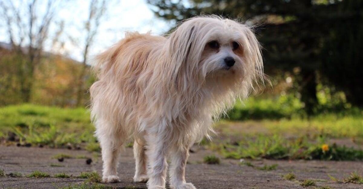 Chi Chi Rabbit Chi-Chi Dog Breed Health, Grooming, Feeding, Temperament and Puppies ...